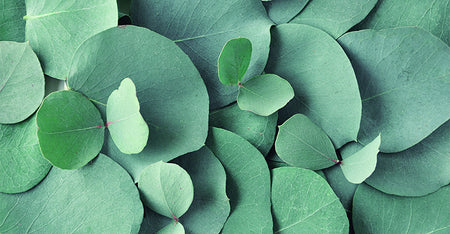 Eucalyptus
